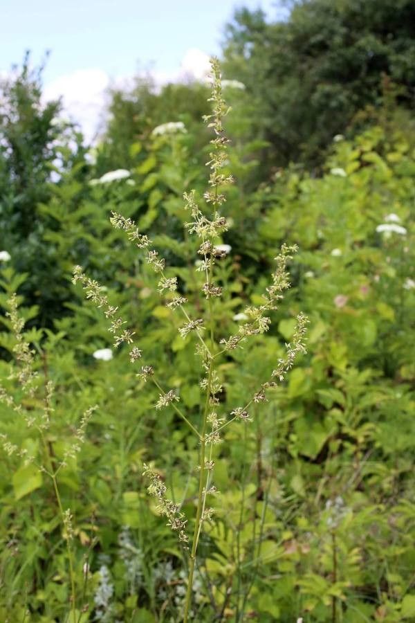 Silene densiflora habit