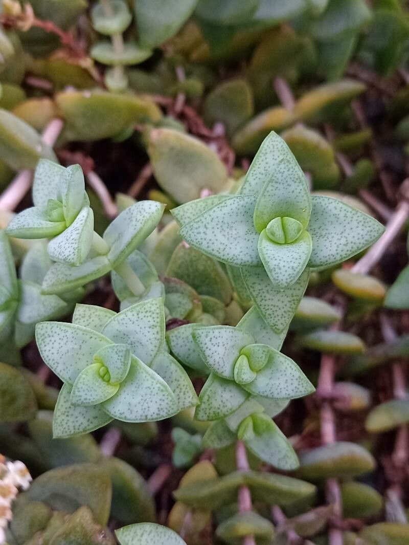 Crassula sladenii leaf