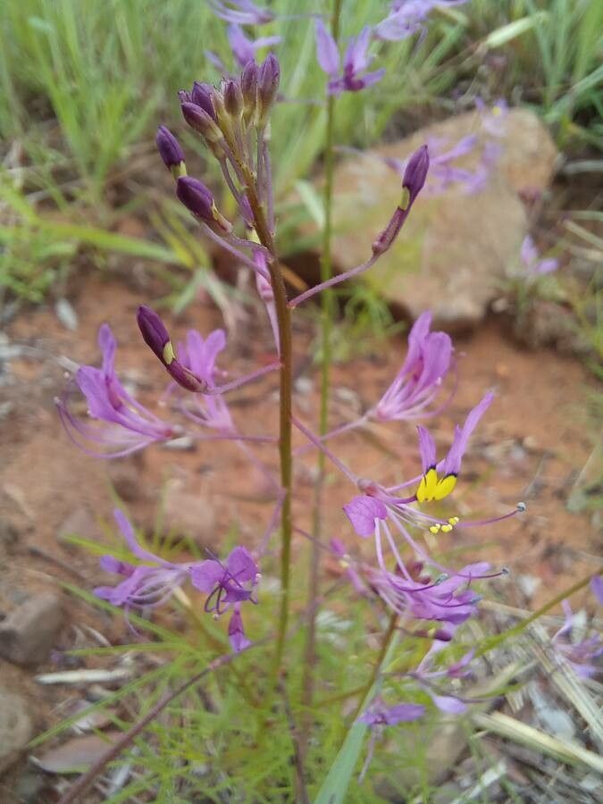 Cleome serrulata flower