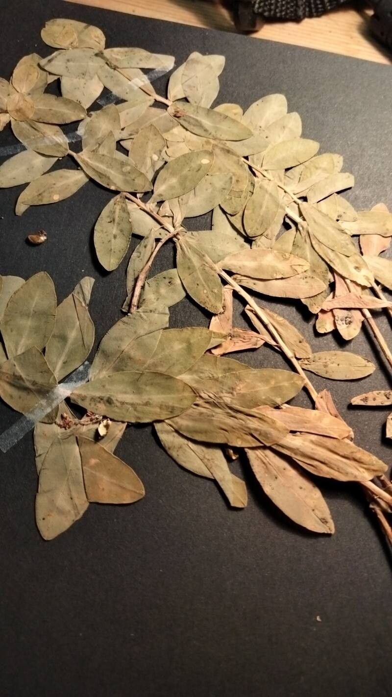 Euphorbia hierosolymitana — search result for 'Euphorbia'