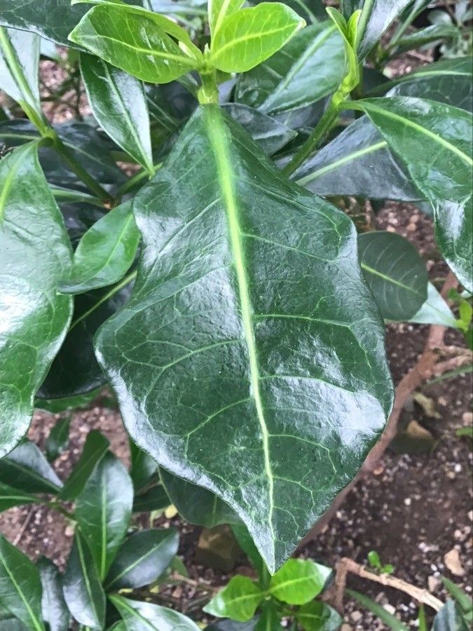 Psychotria capensis — search result for 'Psychotria'