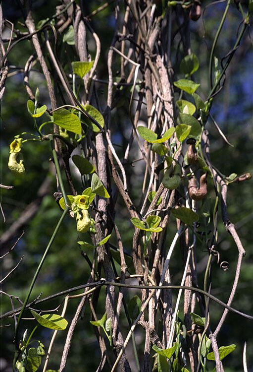Aristolochia manshuriensis bark