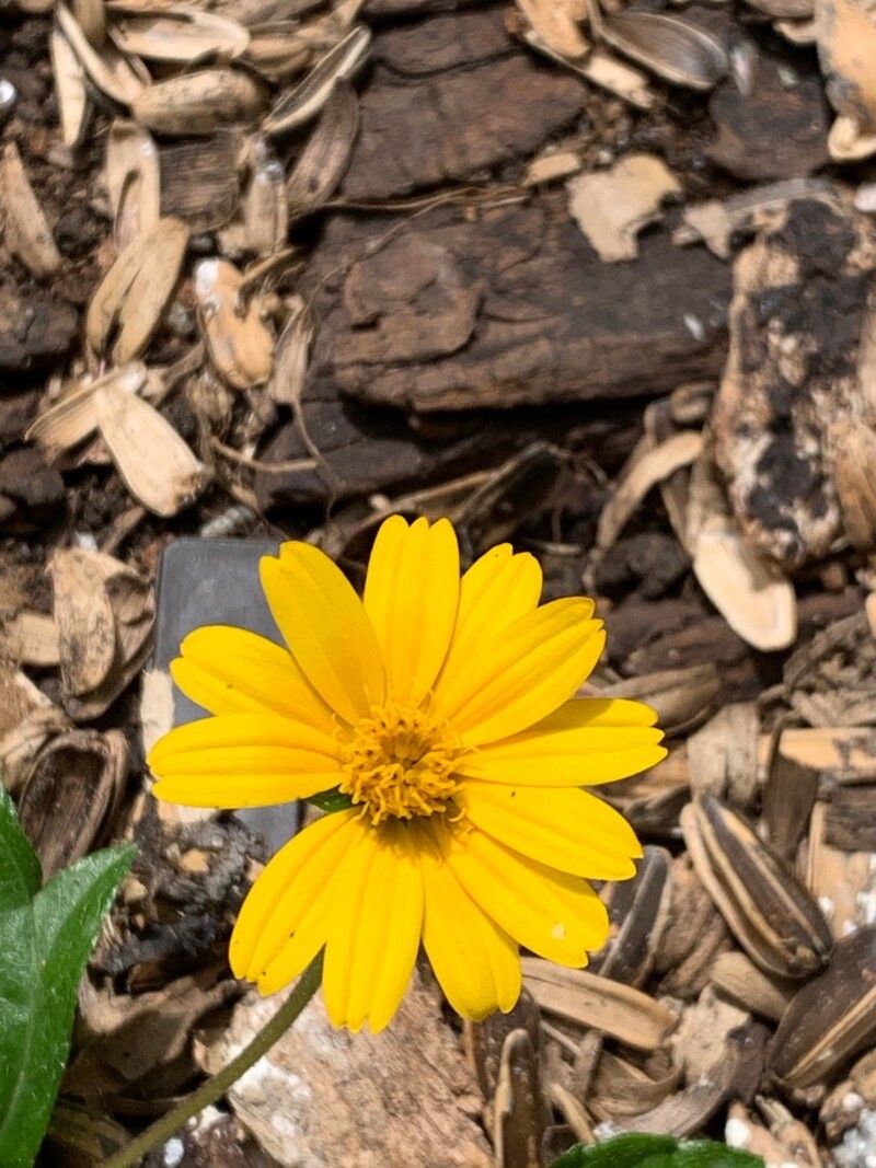 Heliomeris longifolia flower
