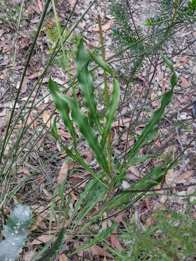 Conospermum longifolium leaf