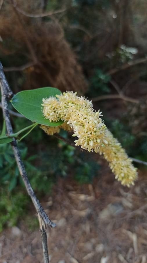 Smilax aspera flower