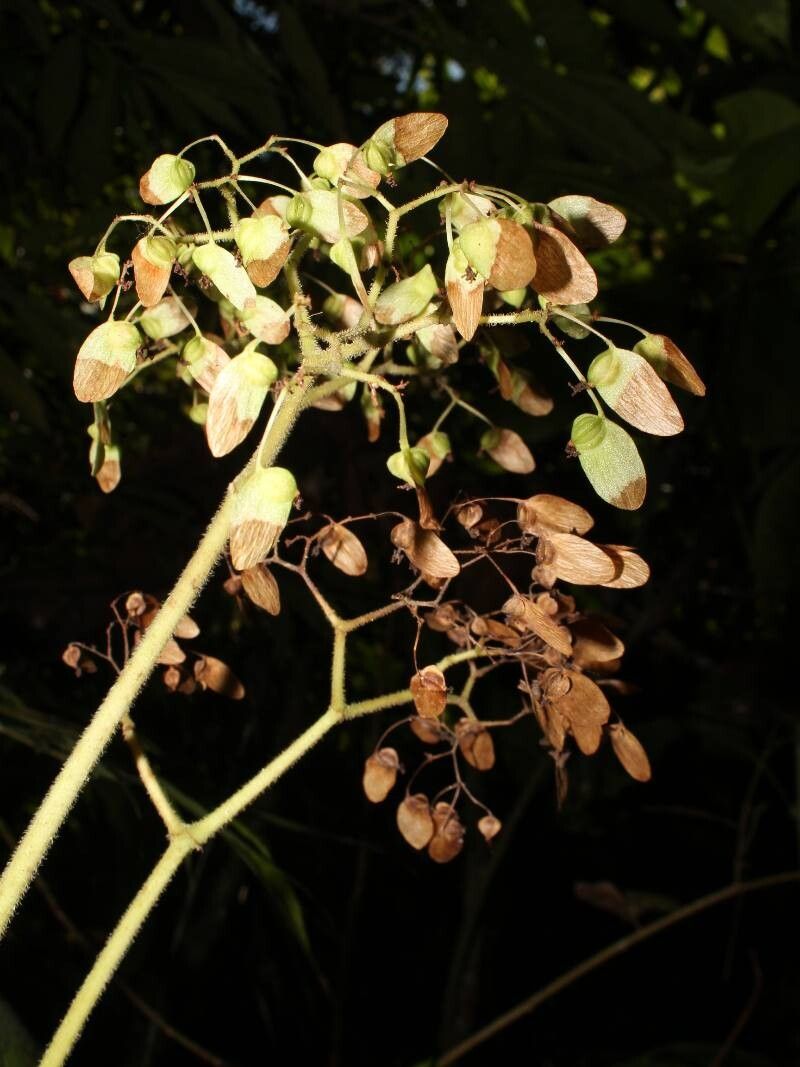Begonia corredorana fruit