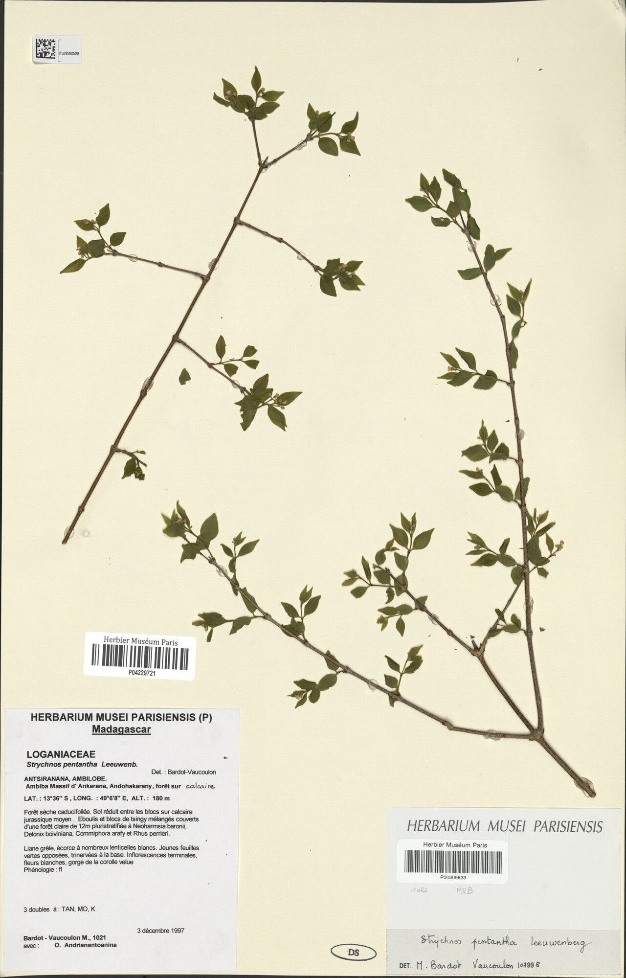 Strychnos pentantha — houseplant care guide