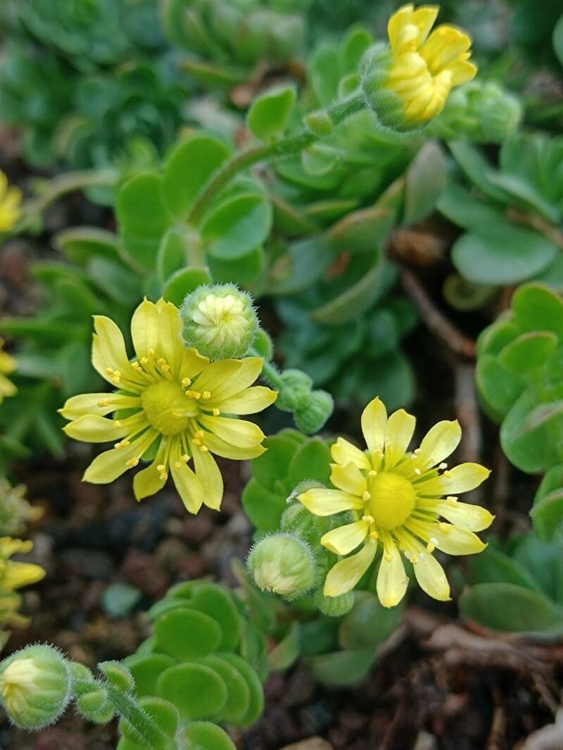 Aeonium saundersii flower