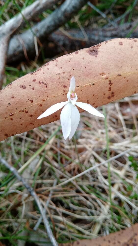 Caladenia picta — houseplant care guide