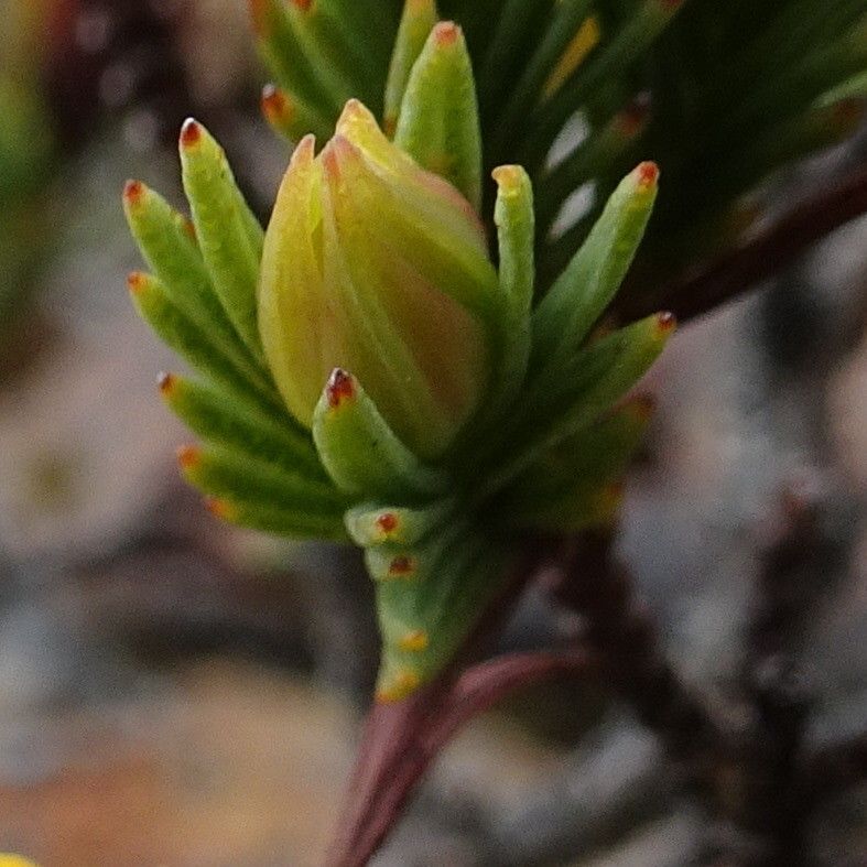 Hypericum juniperinum leaf