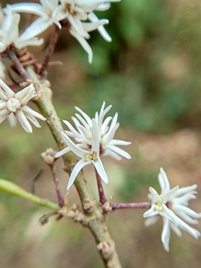 Chionanthus mala-elengi flower