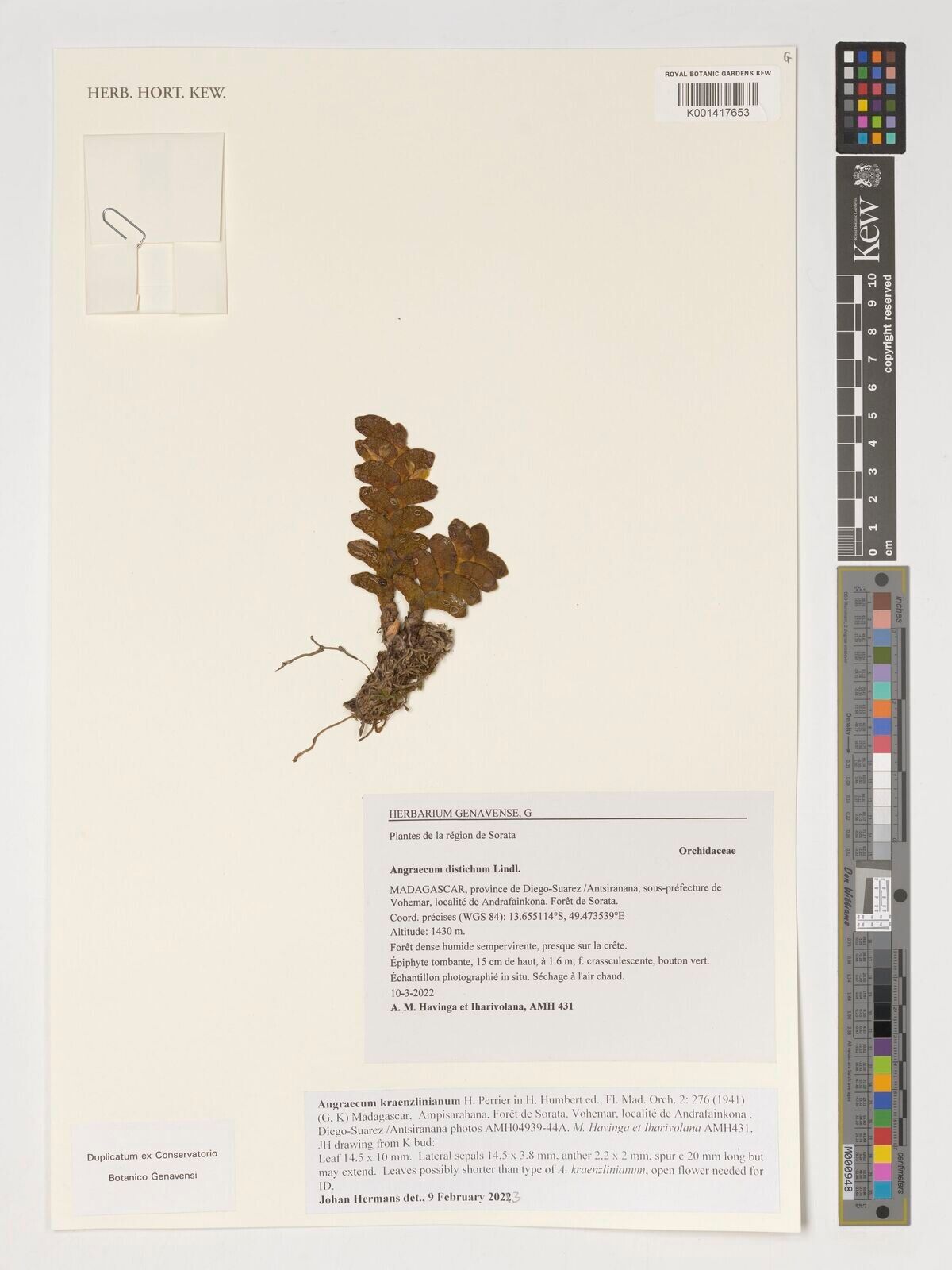 Angraecum kranzlinianum — houseplant care guide