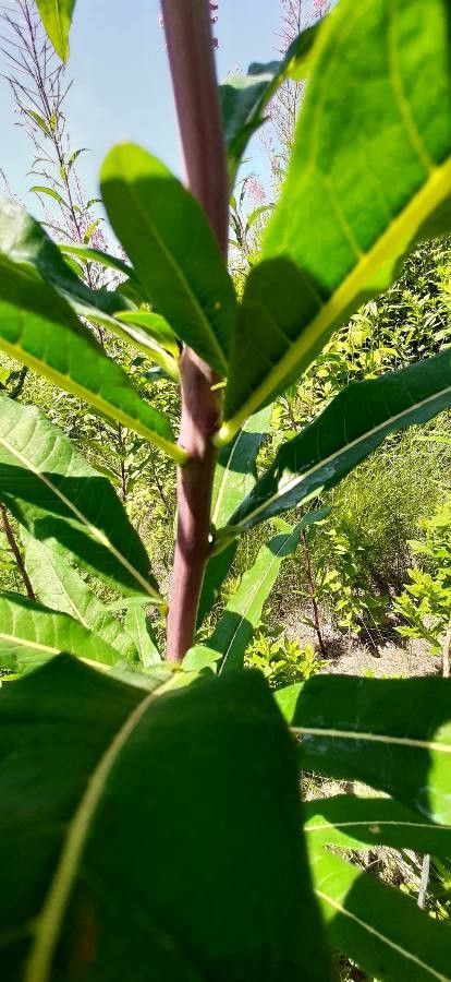 Chamerion angustifolium bark