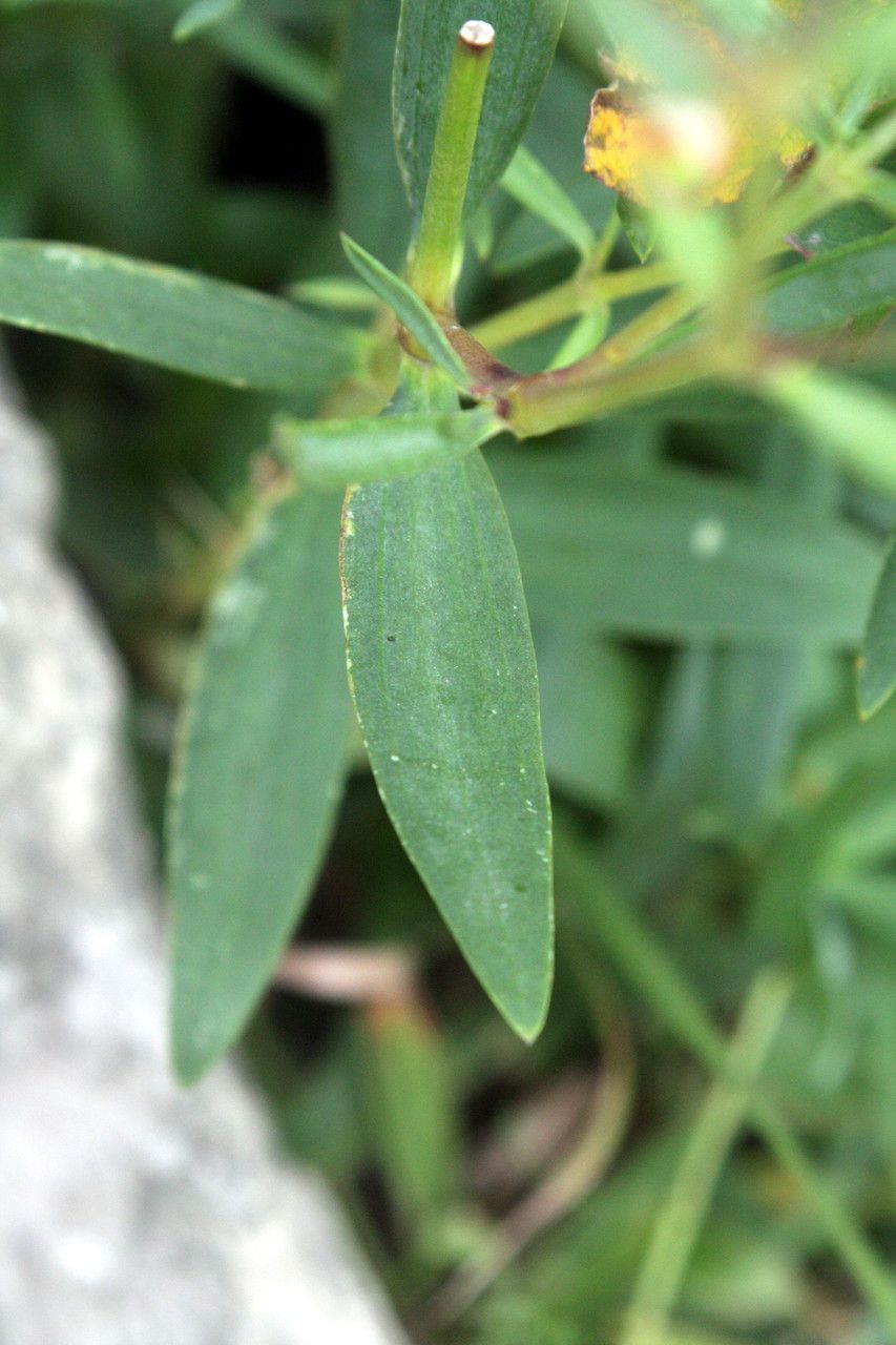 Gypsophila oldhamiana — search result for 'Gypsophila'