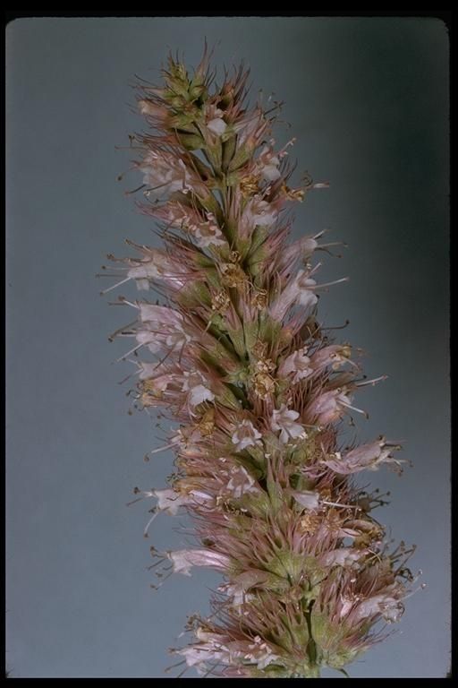 Agastache parvifolia flower