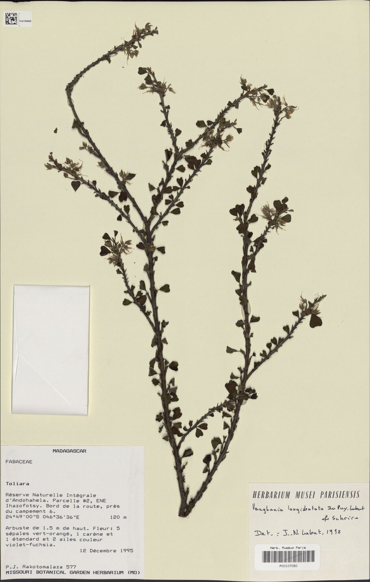 Indigofera longidentata — search result for 'Indigofera'