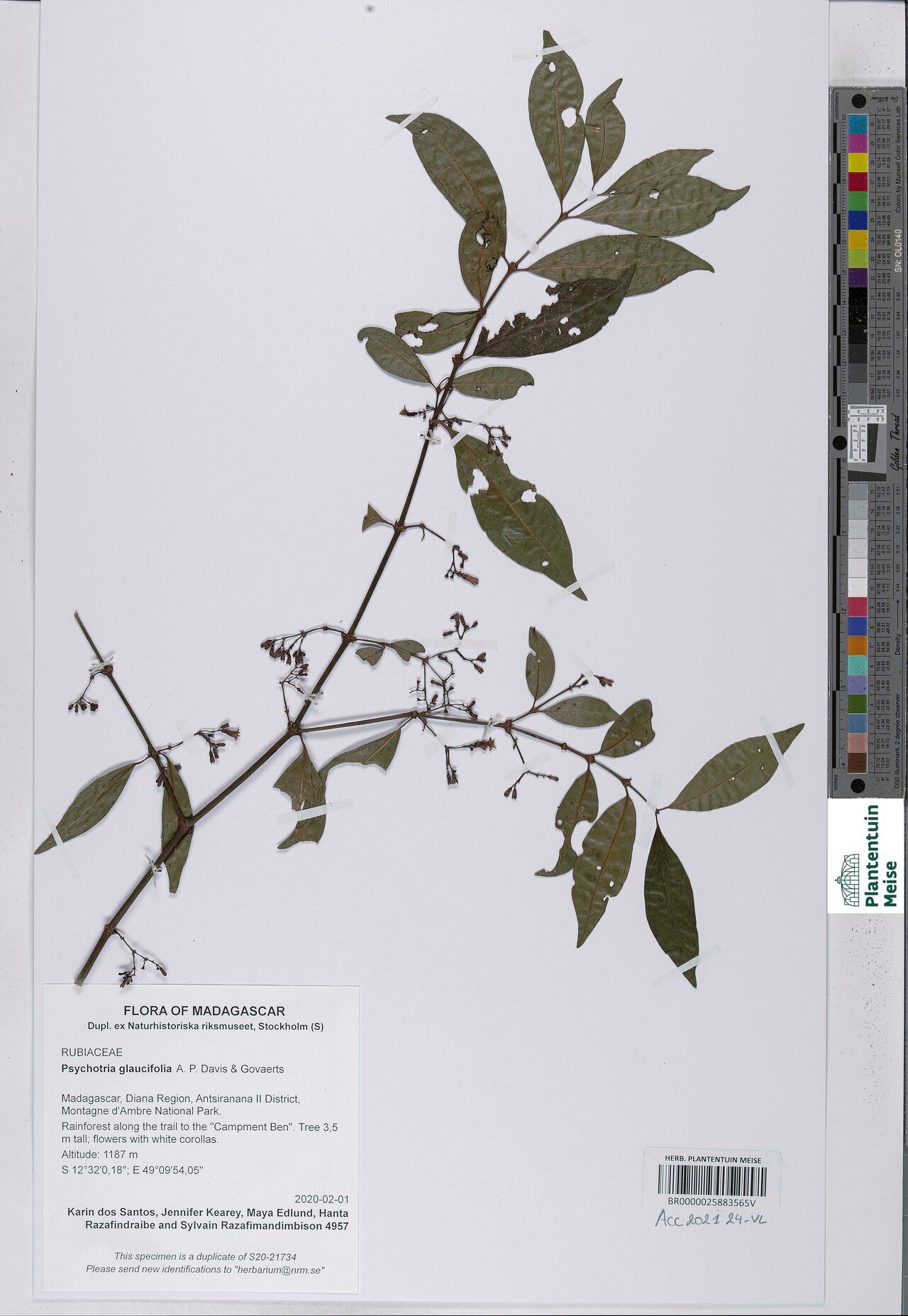 Psychotria glaucifolia — houseplant care guide