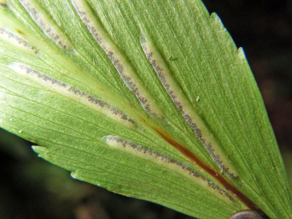 Asplenium serra leaf