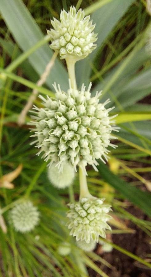 Eryngium yuccifolium flower