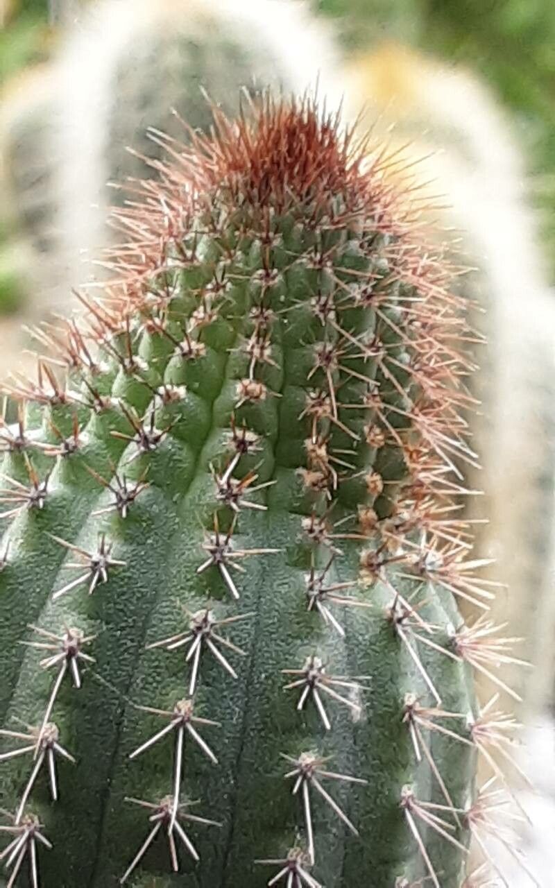 Weberbauerocereus madidiensis other