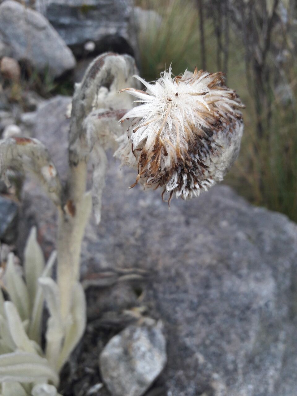Senecio cocuyanus fruit