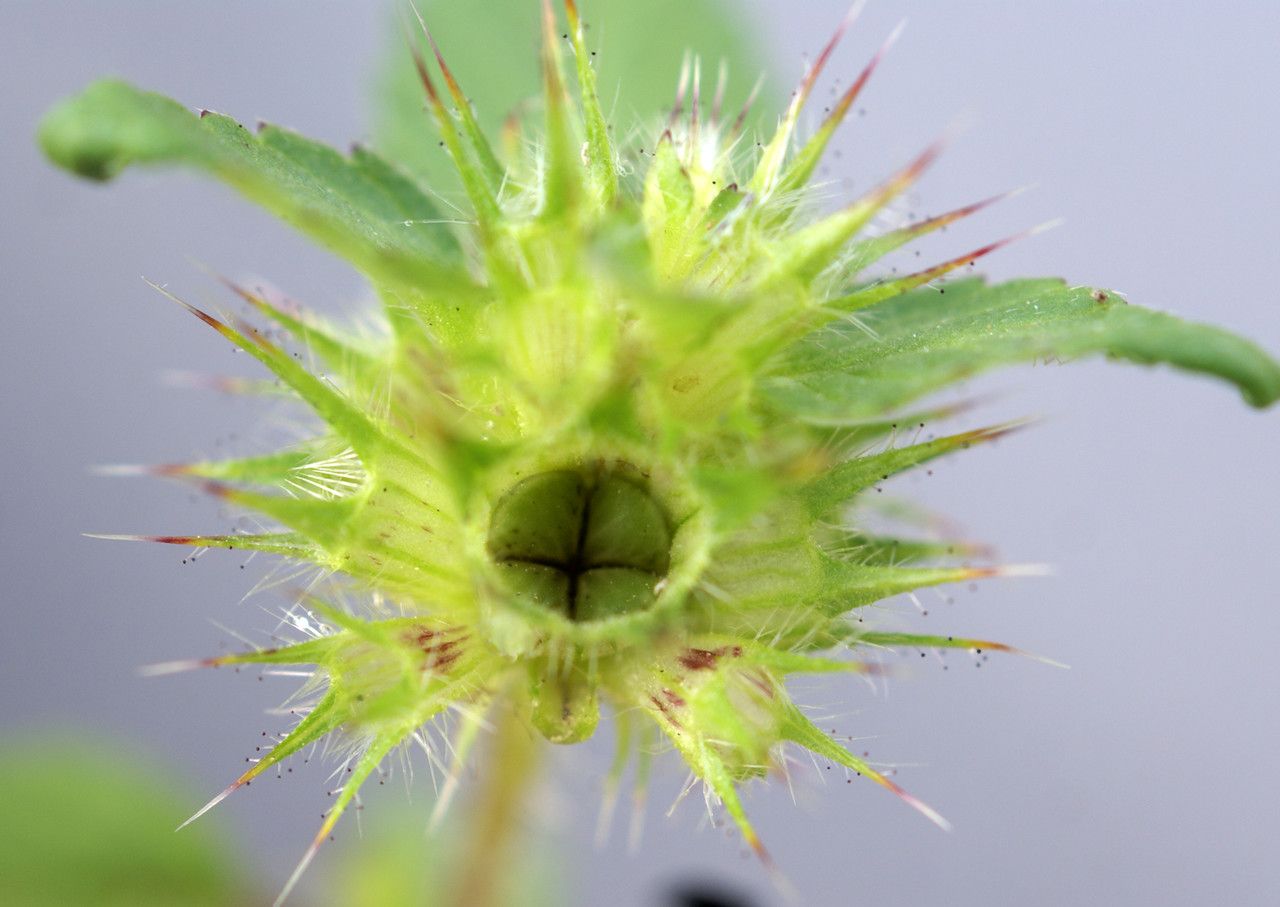 Galeopsis speciosa fruit