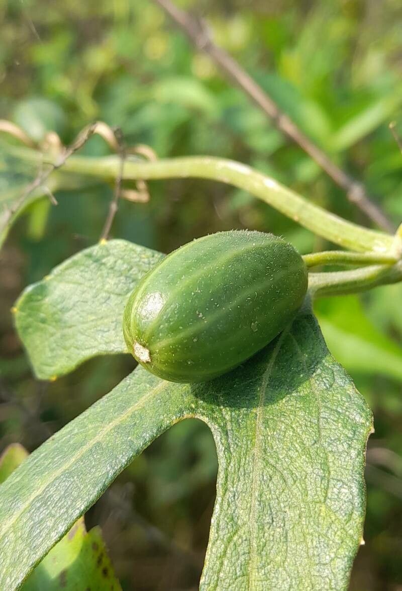 Cayaponia podantha fruit