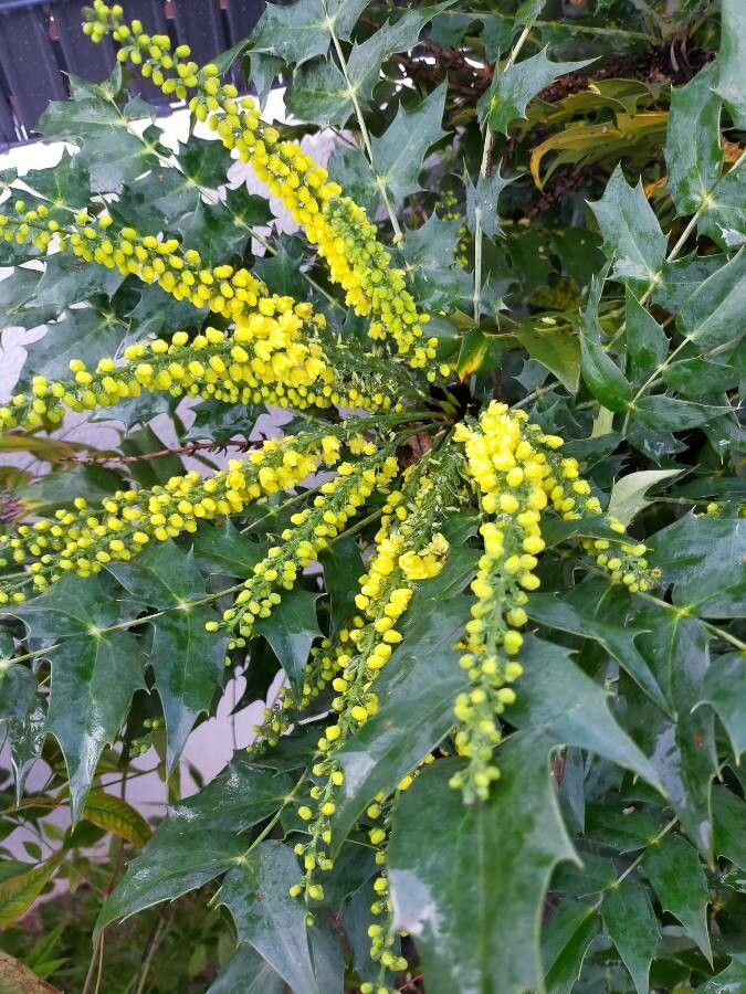 Mahonia x media flower