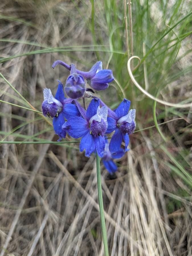 Delphinium depauperatum — search result for 'Delphinium'