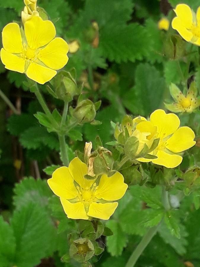 Potentilla montenegrina other