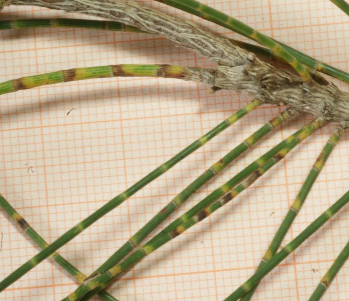 Casuarina stricta bark