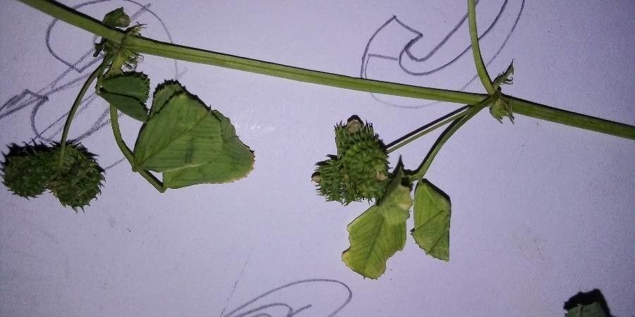 Medicago arabica fruit