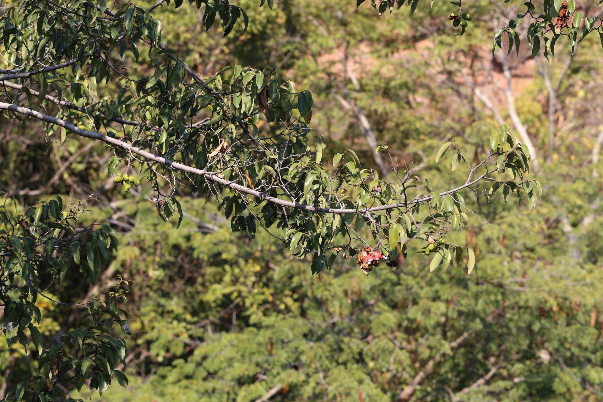Xylopia katangensis habit