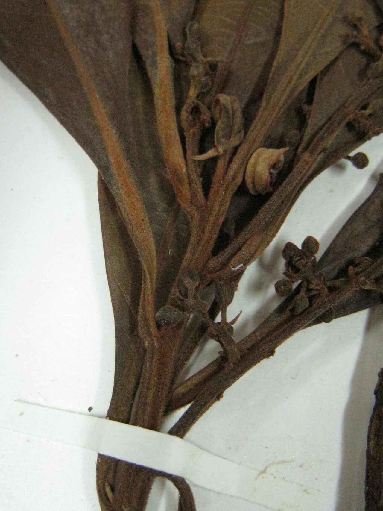 Ocotea oblonga other