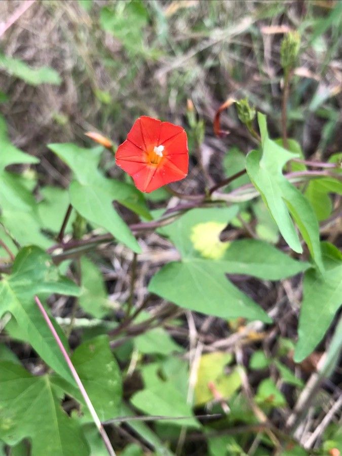 Ipomoea cristulata flower