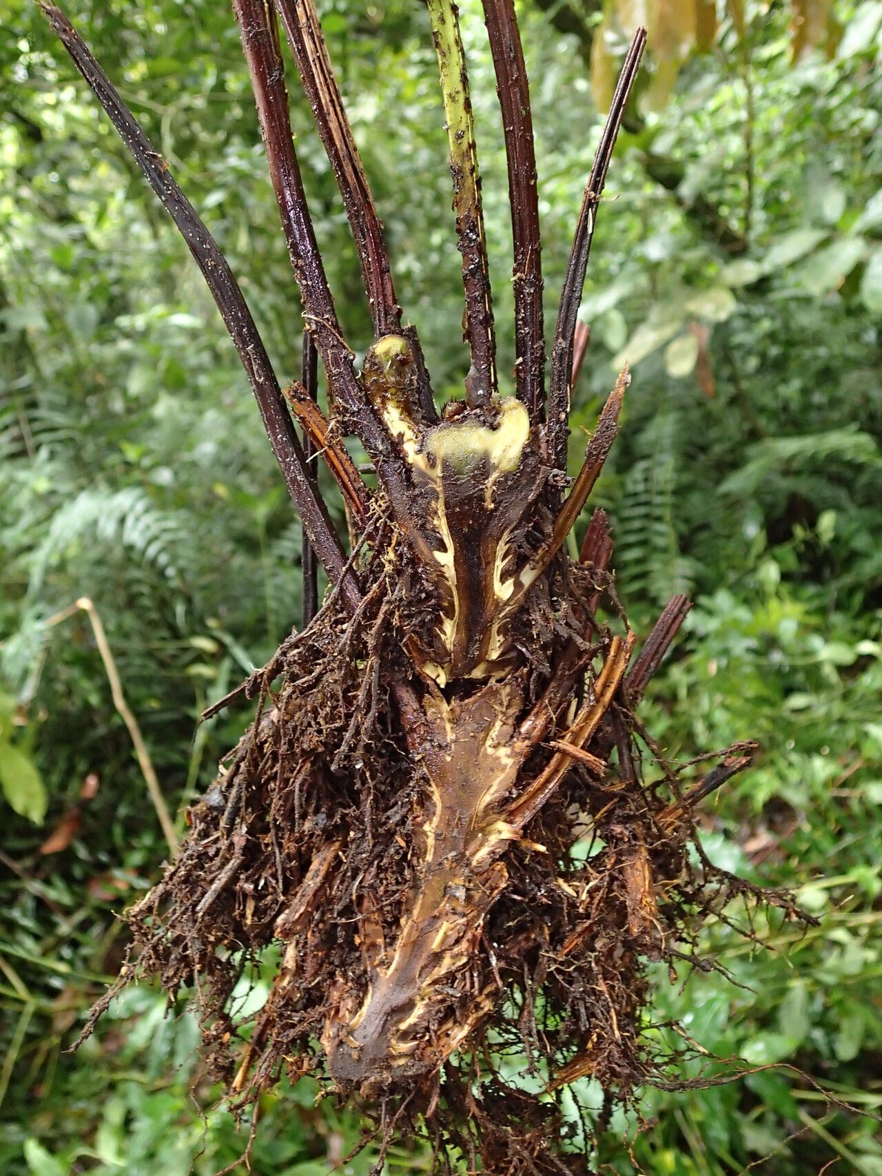 Pteris pteridioides other