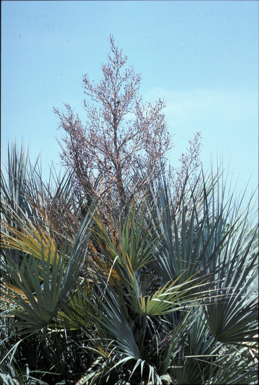 Nannorrhops ritchiana — houseplant care guide