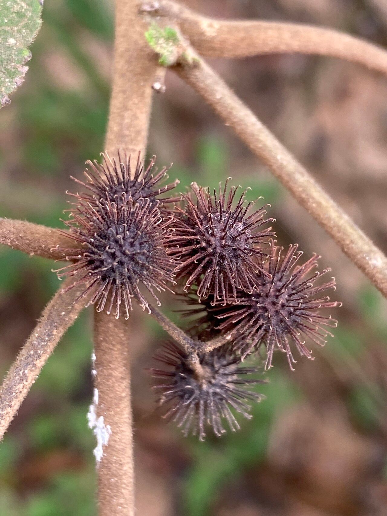 Triumfetta althaeoides fruit