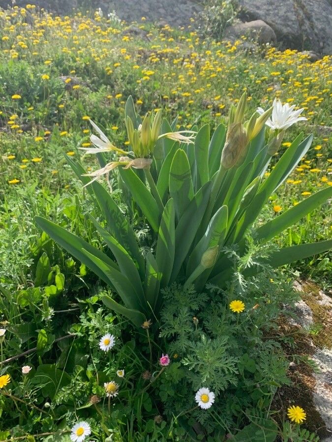 Pancratium illyricum leaf