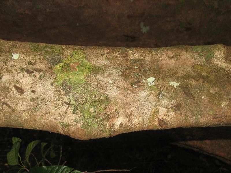 Allophylus robustus — houseplant care guide