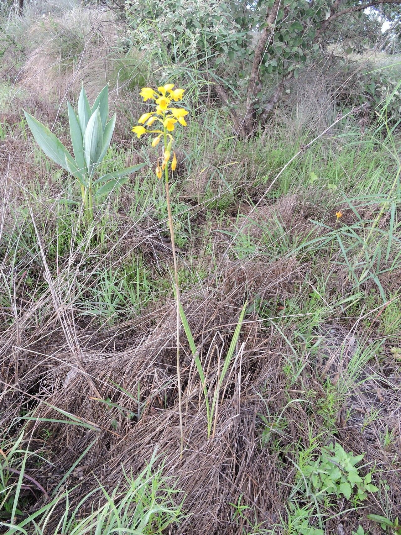 Eulophia odontoglossa habit