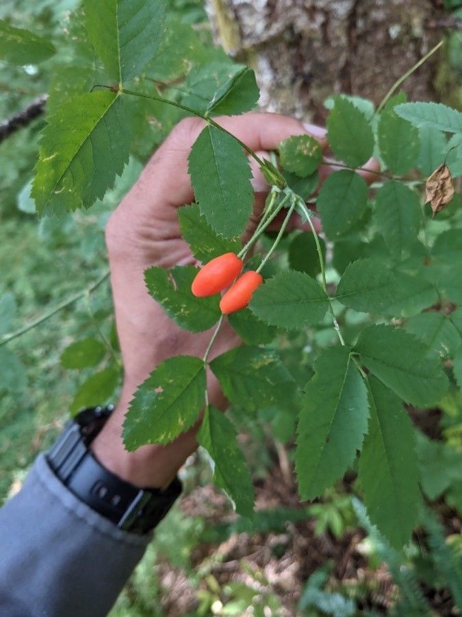 Rosa gymnocarpa — houseplant care guide