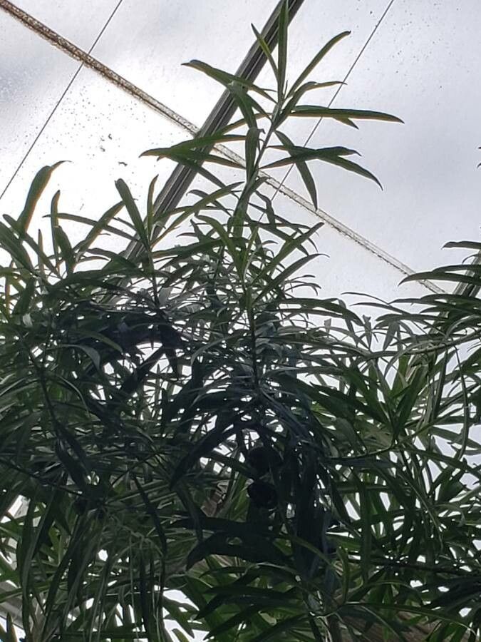 Cascabela thevetioides leaf