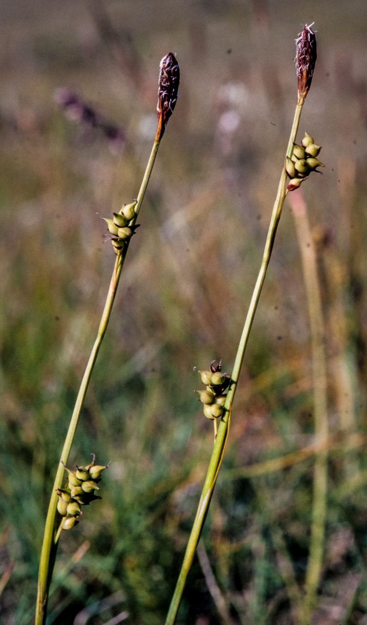 Carex vaginata fruit