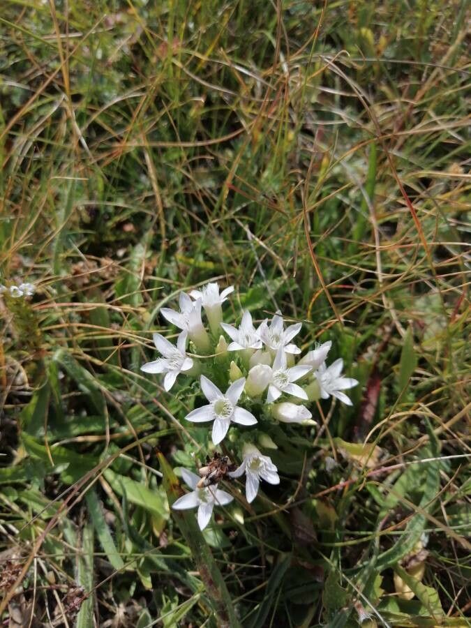 Gentianella crispata flower