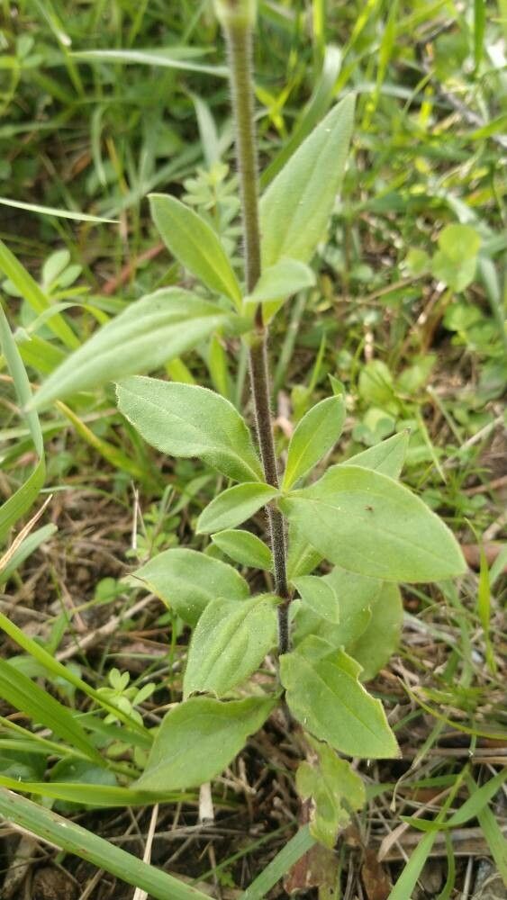 Silene dichotoma bark
