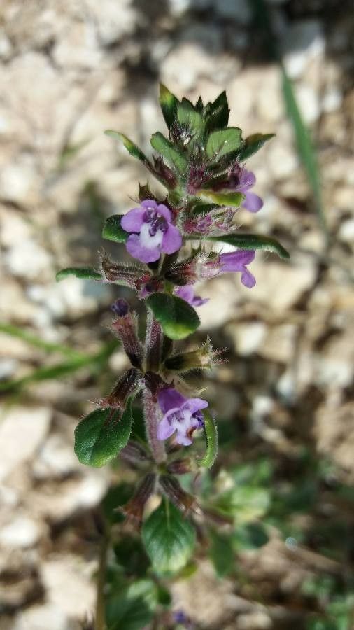 Clinopodium acinos flower