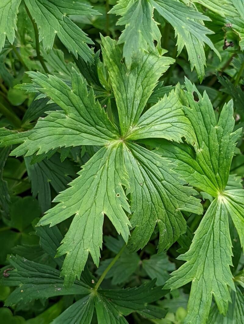 Trollius chinensis — search result for 'Mongolia'