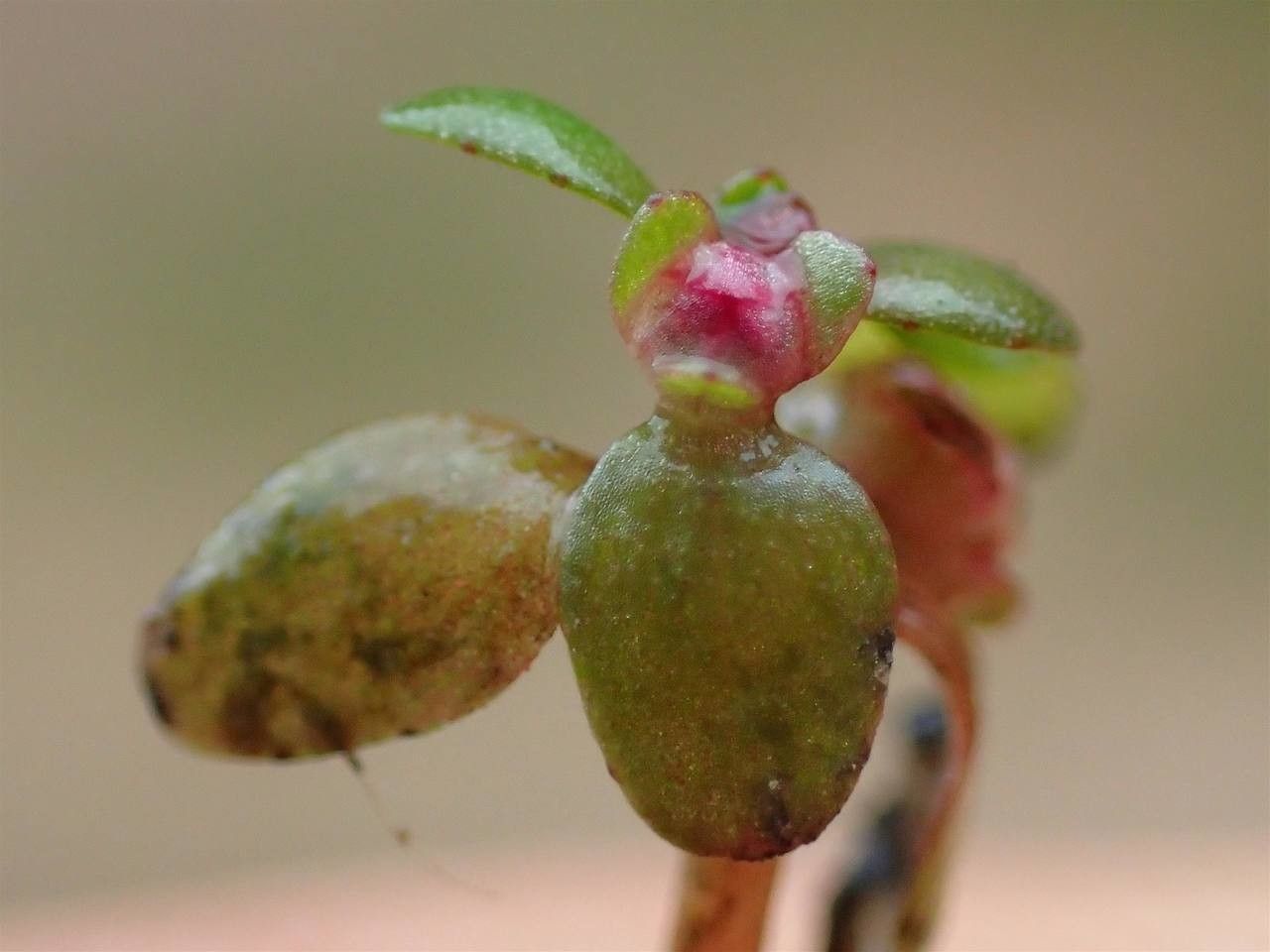 Elatine hexandra fruit