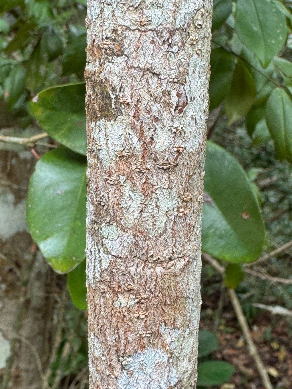 Ouratea cuspidata bark
